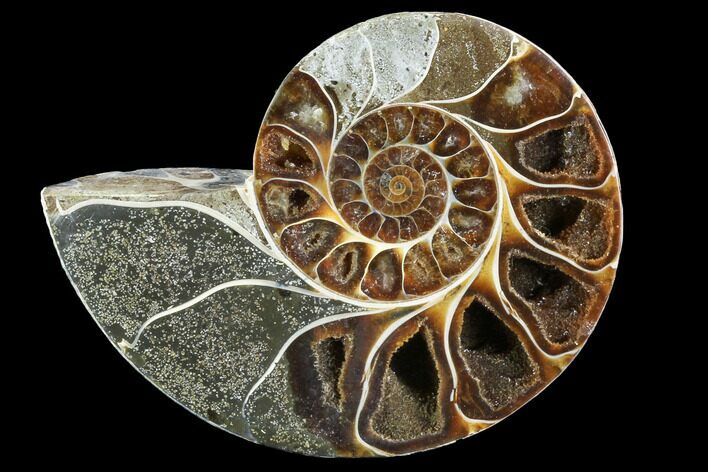 Thick Ammonite (Anapuzosia) Fossil Half #88030